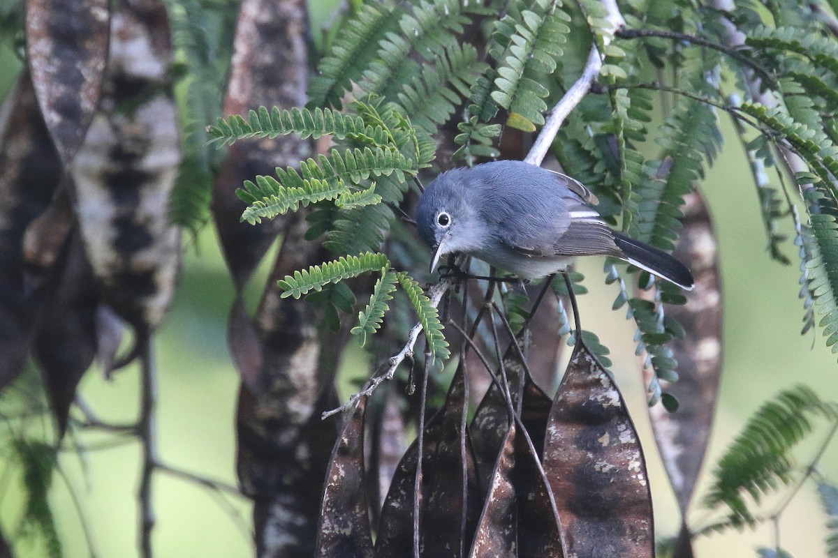 Blue-gray Gnatcatcher (Cozumel) - ML184830291