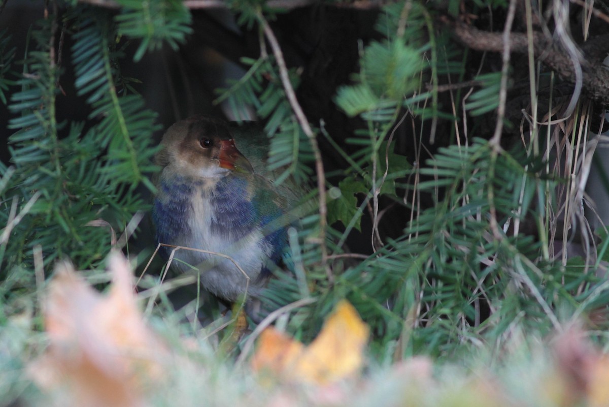 Purple Gallinule - ML184830791