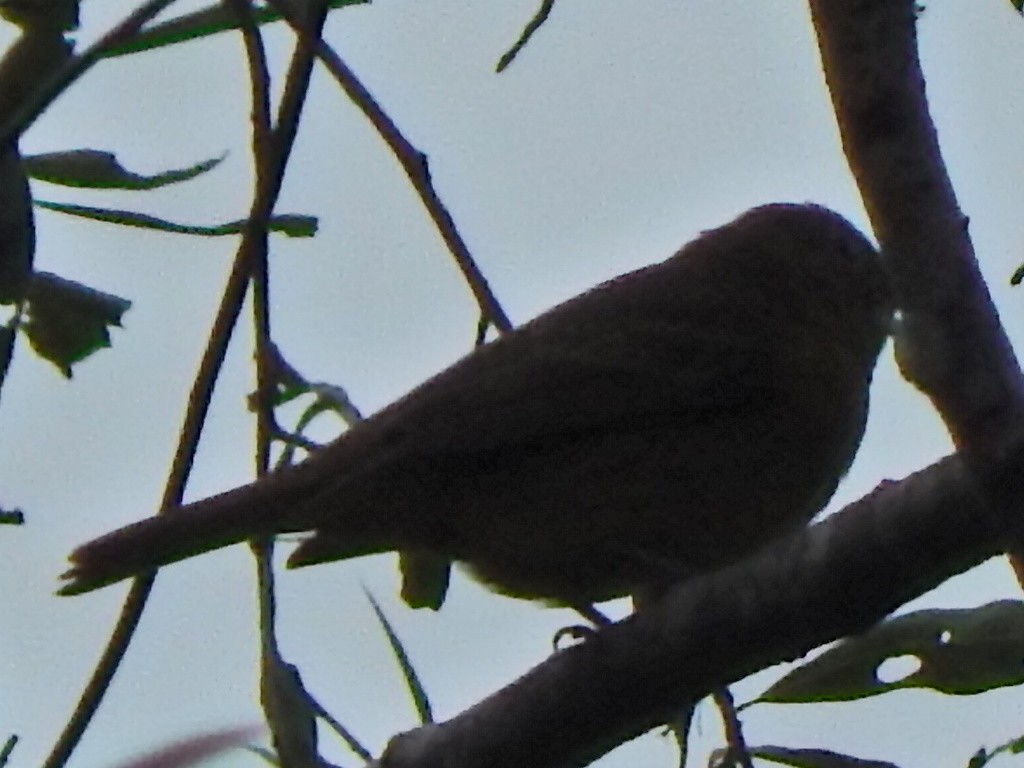 Summer Tanager - ML184832771