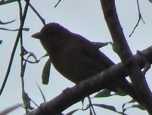 Summer Tanager - ML184832871