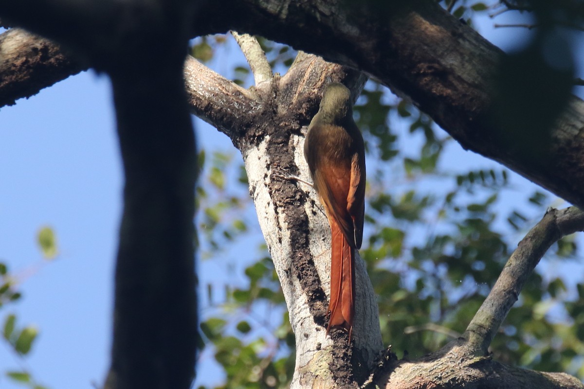 Olivaceous Woodcreeper - Stephen Gast