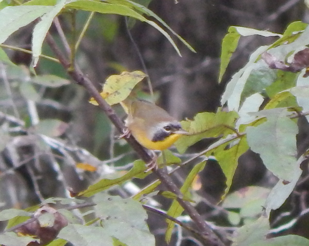 Common Yellowthroat - ML184833341