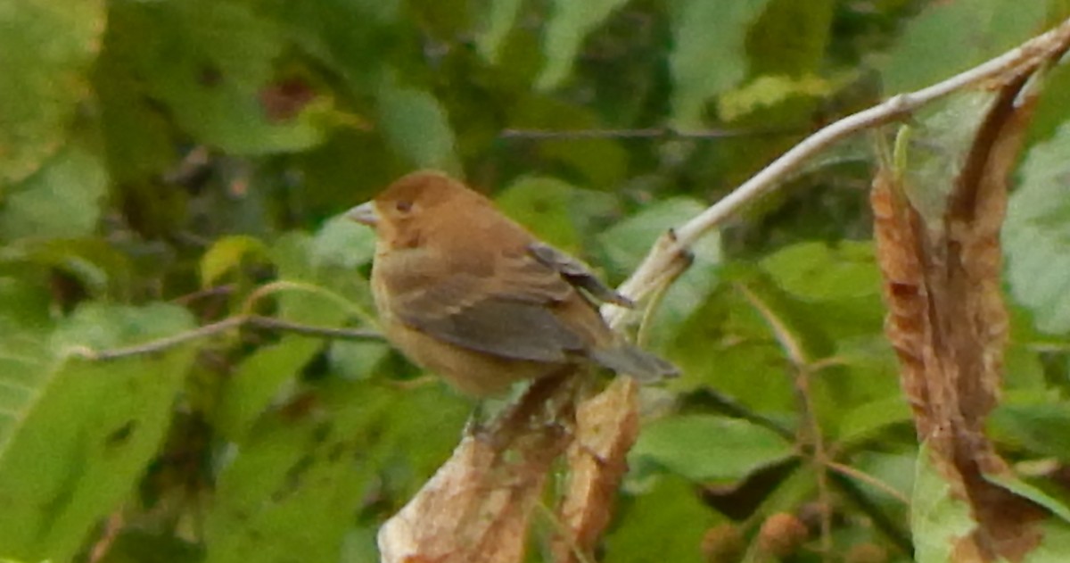 Indigo Bunting - ML184833411