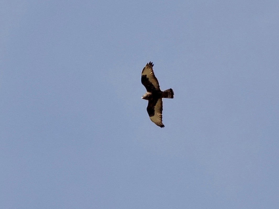 Rough-legged Hawk - ML184835031