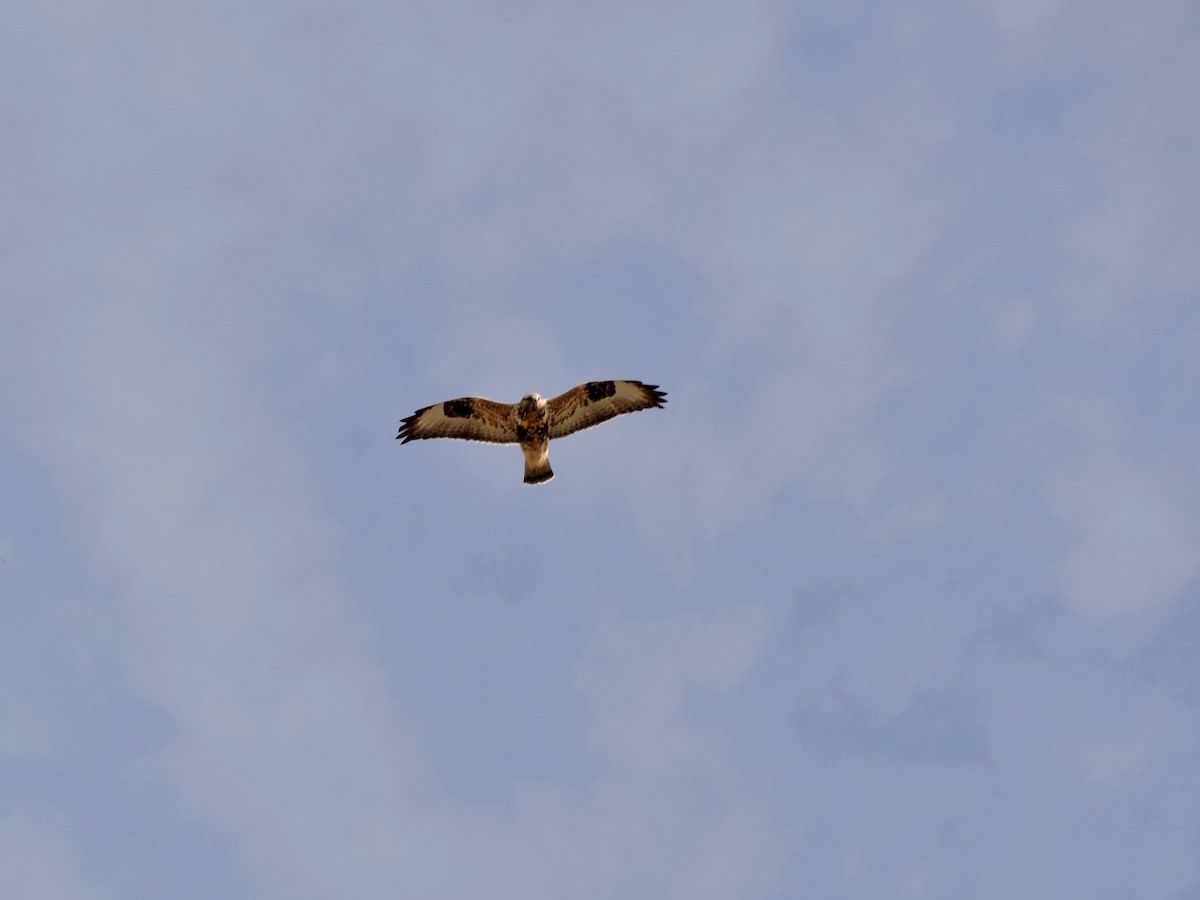 Rough-legged Hawk - ML184835571