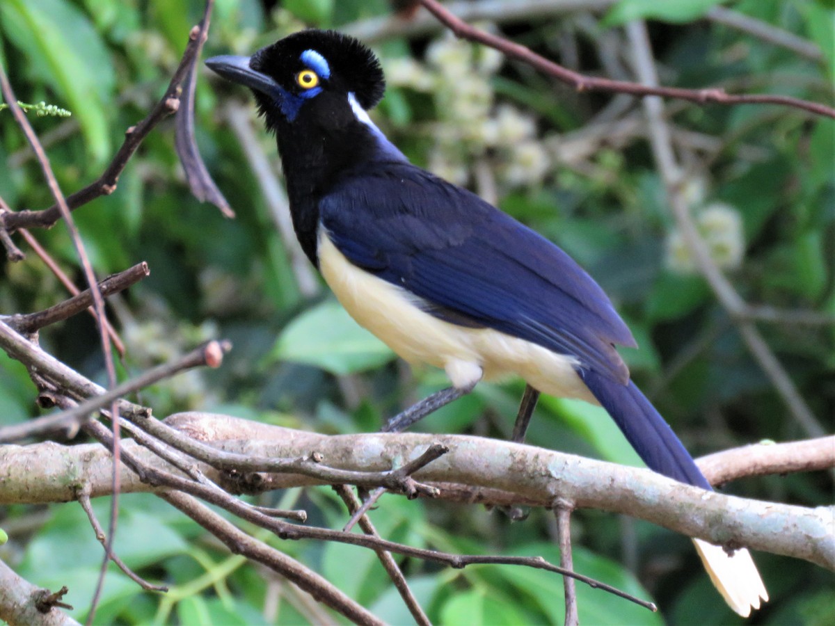 Plush-crested Jay - ML184836391