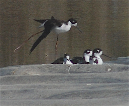 Schwarznacken-Stelzenläufer - ML184836531