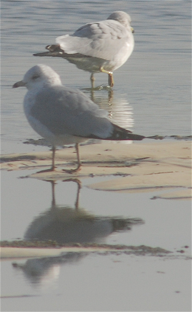 Ring-billed Gull - ML184836621