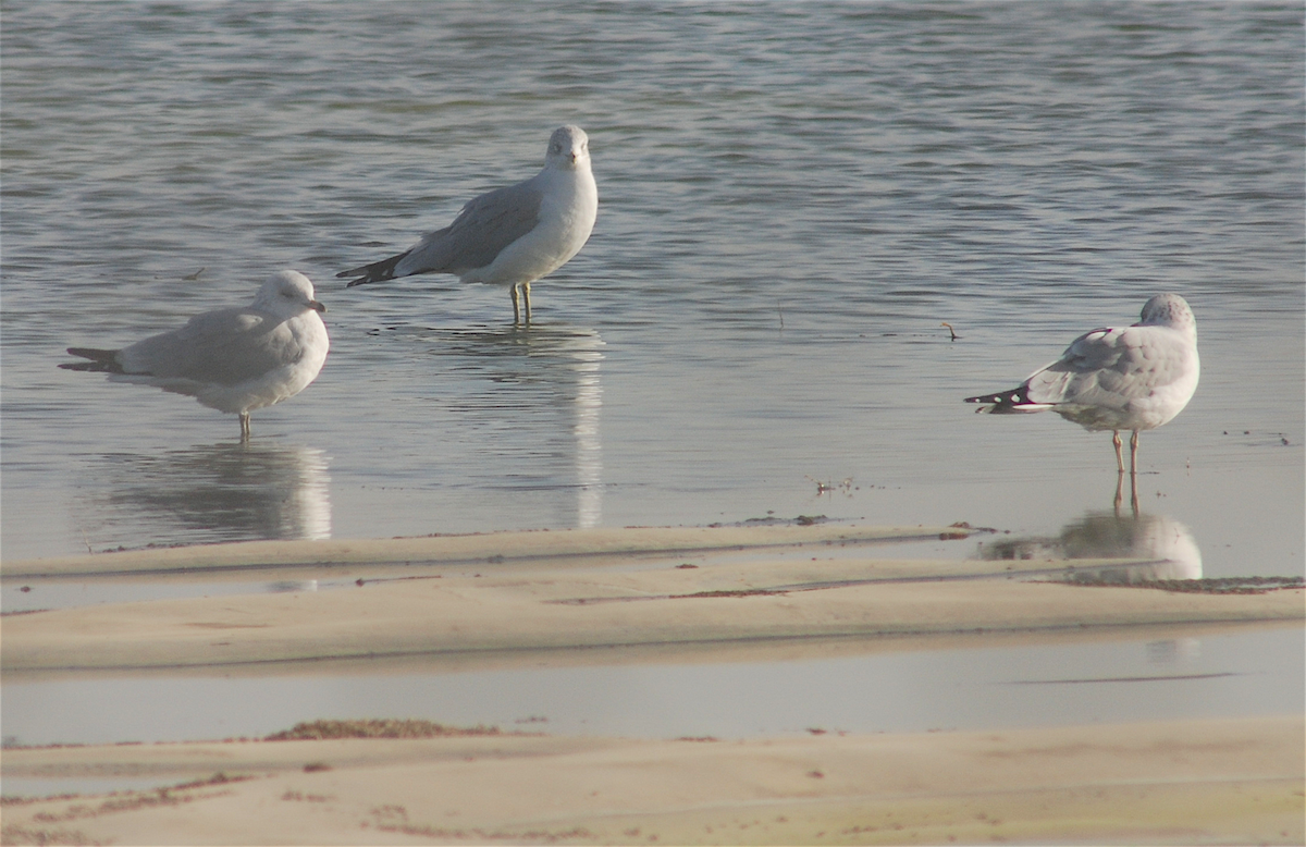 Ring-billed Gull - ML184836811