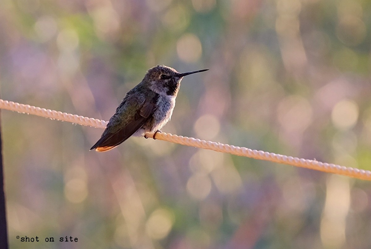 Anna's Hummingbird - ML184837031