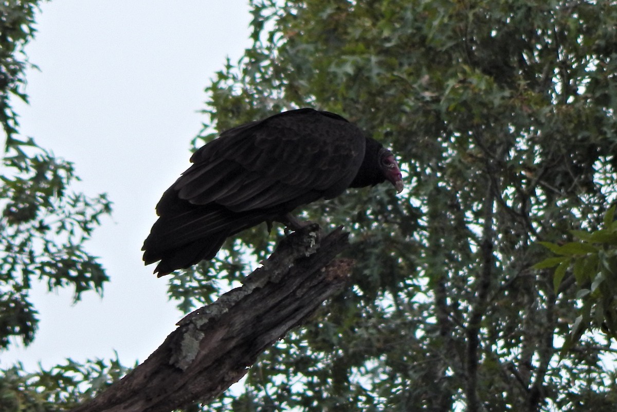 Turkey Vulture - ML184837201
