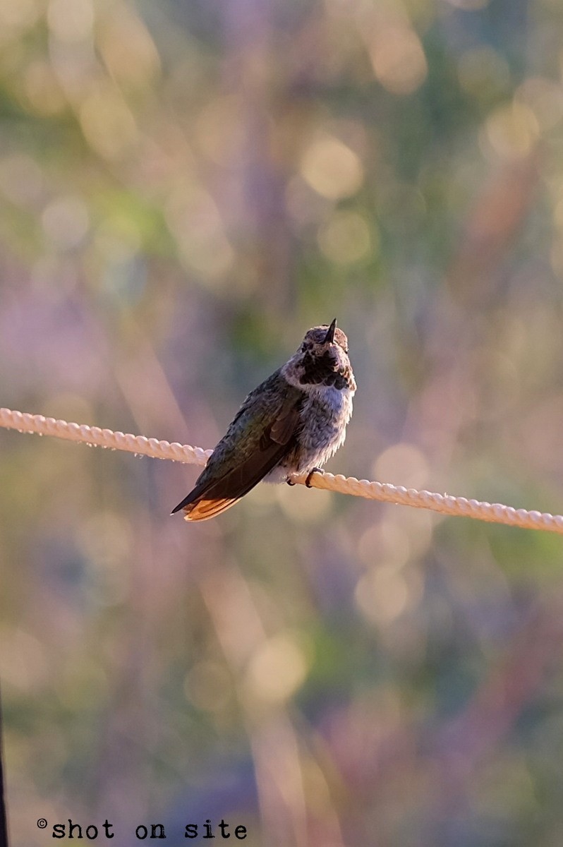 Anna's Hummingbird - ML184837291