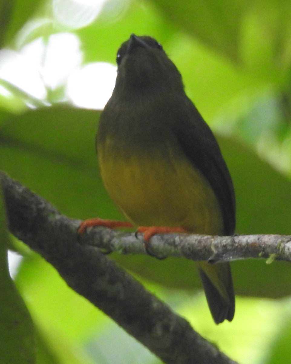 White-collared Manakin - ML184837431