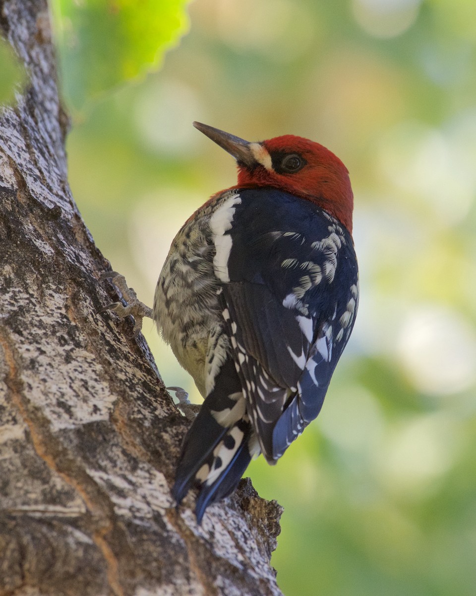 Red-breasted Sapsucker - Mike Schijf