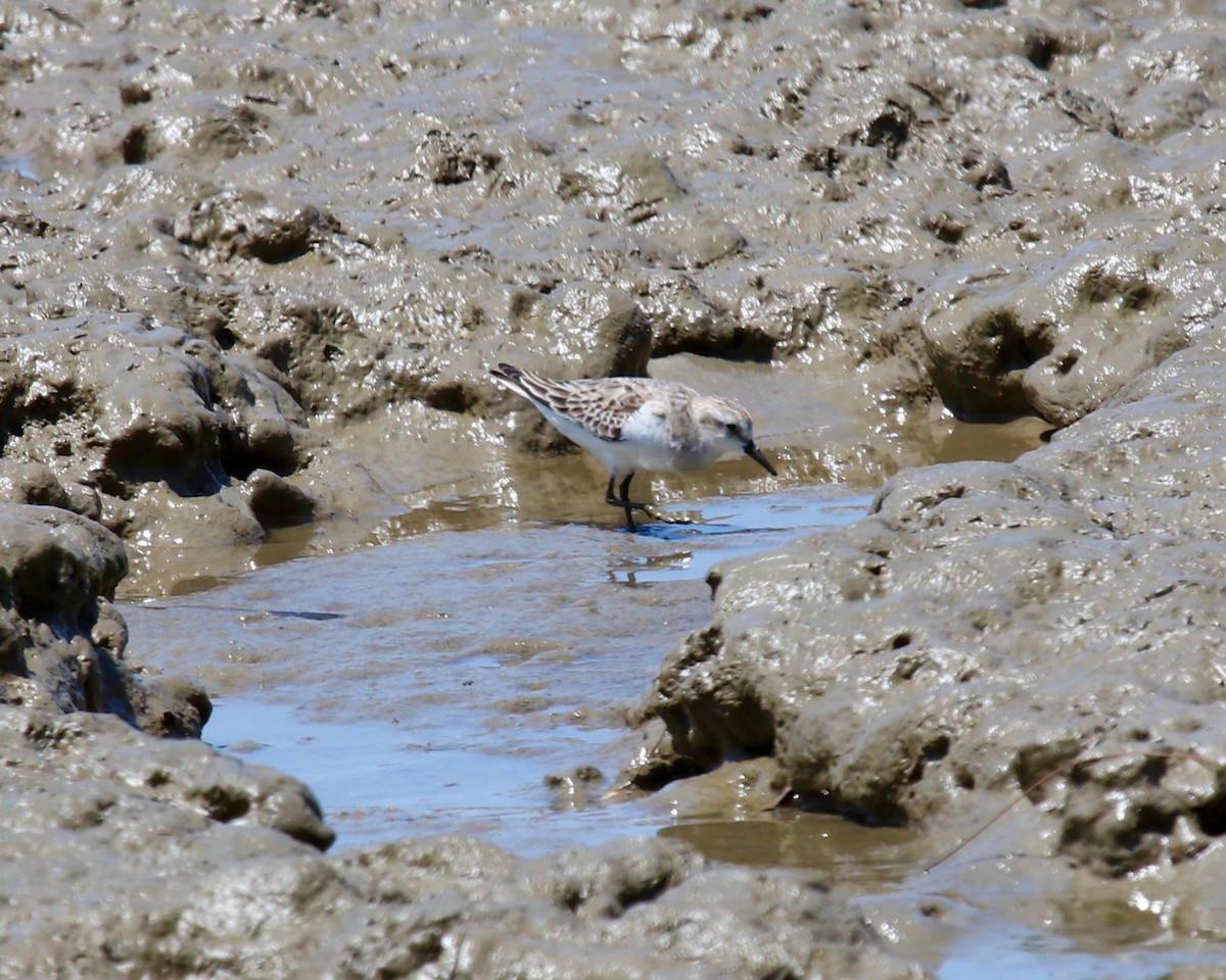 Red-necked Stint - Daniel S.