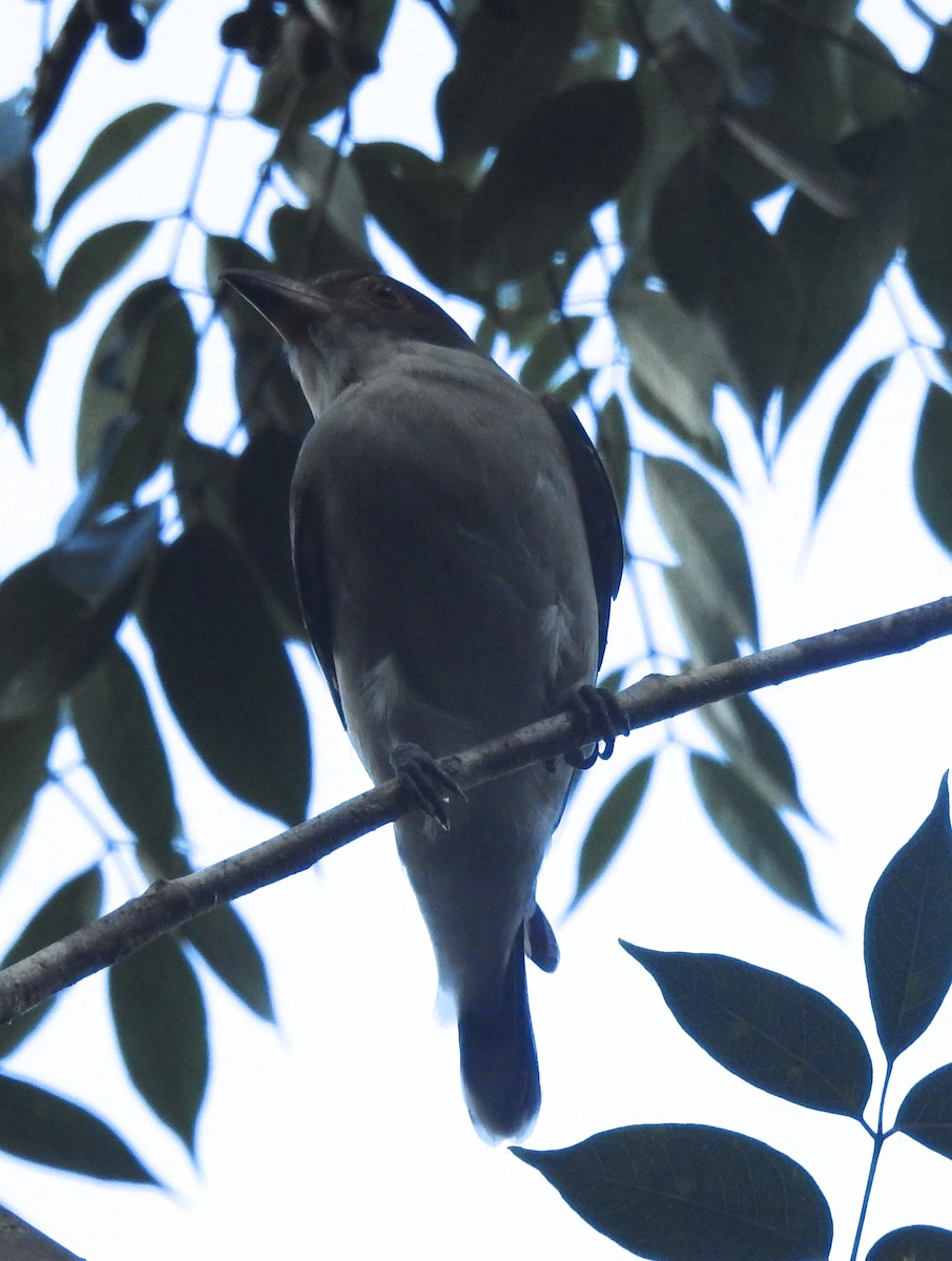 Masked Tityra - ML184837671
