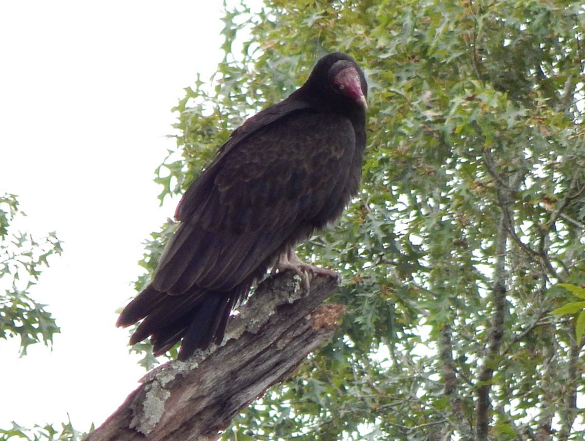 Turkey Vulture - ML184837691