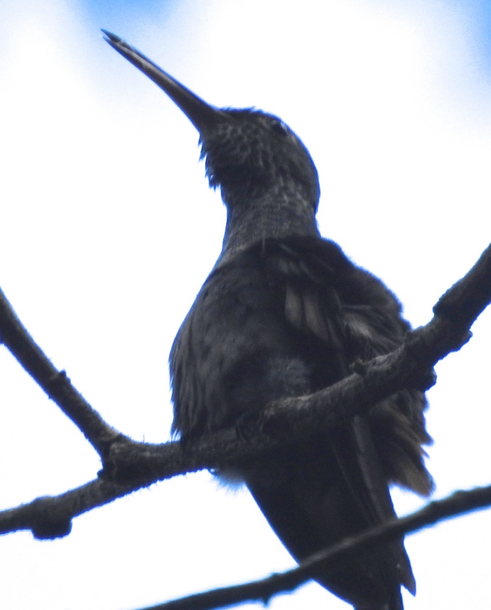 Scaly-breasted Hummingbird - ML184837731