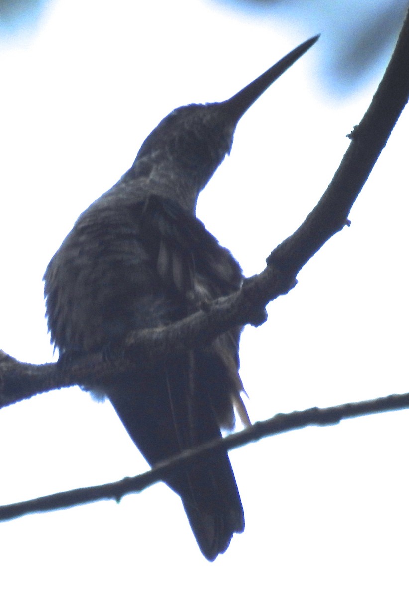 Scaly-breasted Hummingbird - ML184837741