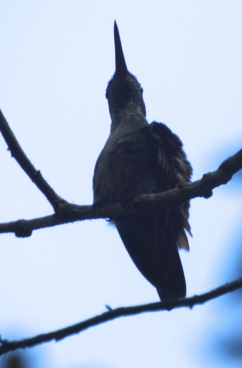 Scaly-breasted Hummingbird - ML184837751