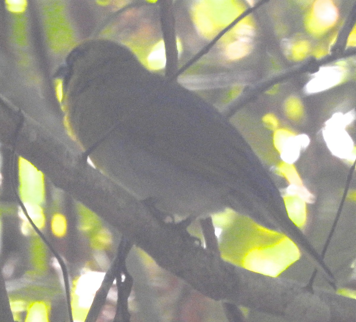 Black-faced Grosbeak - ML184837821
