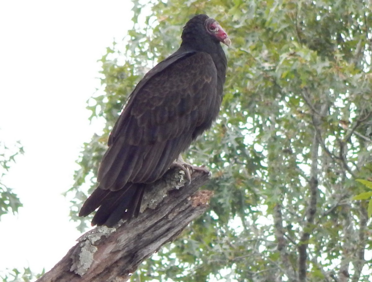 Turkey Vulture - ML184838021