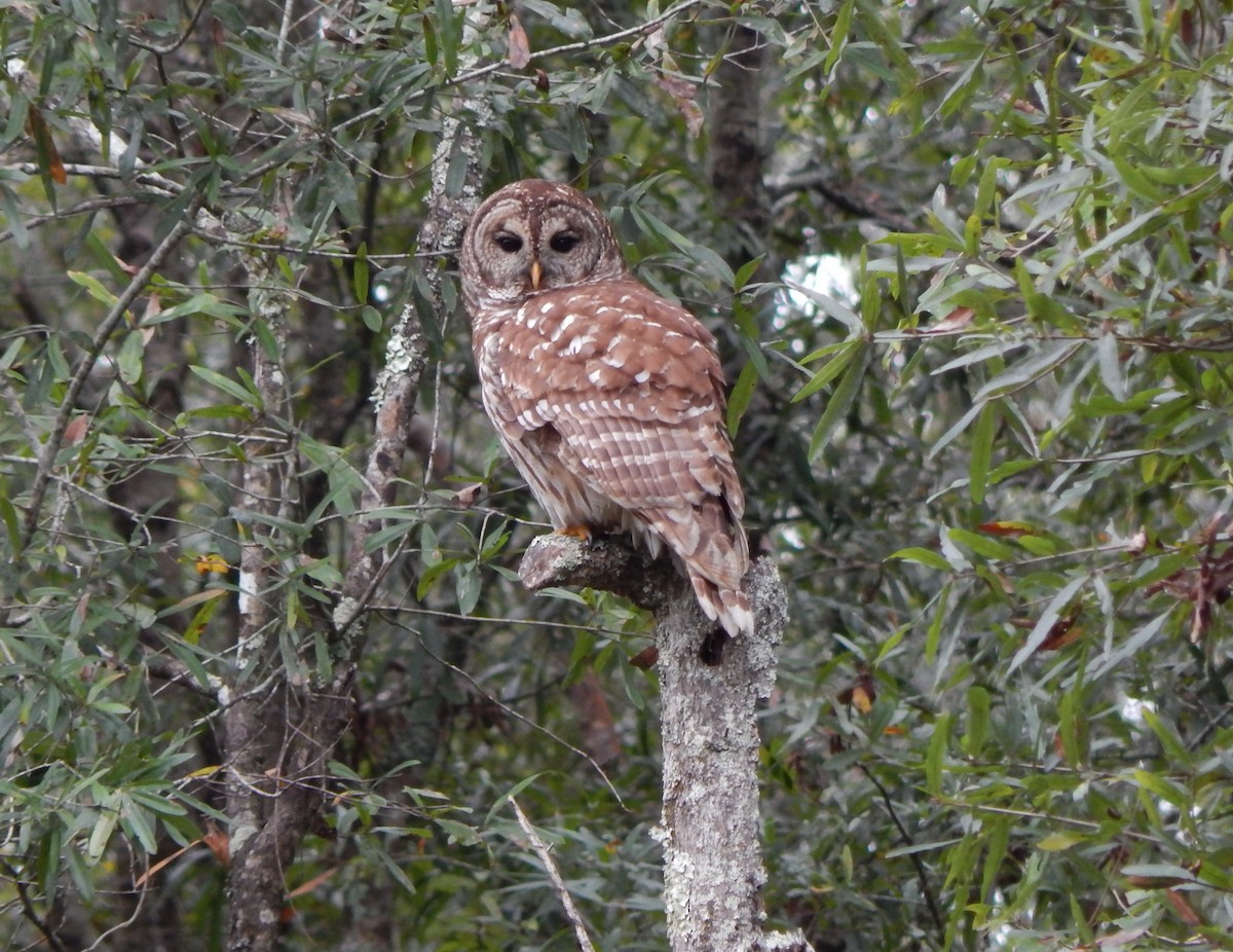 Barred Owl - ML184838891