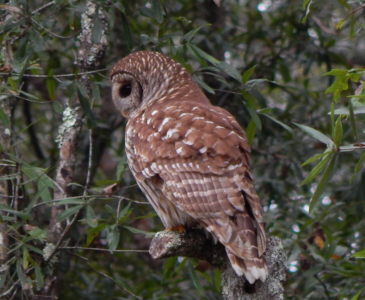 Barred Owl - ML184839021