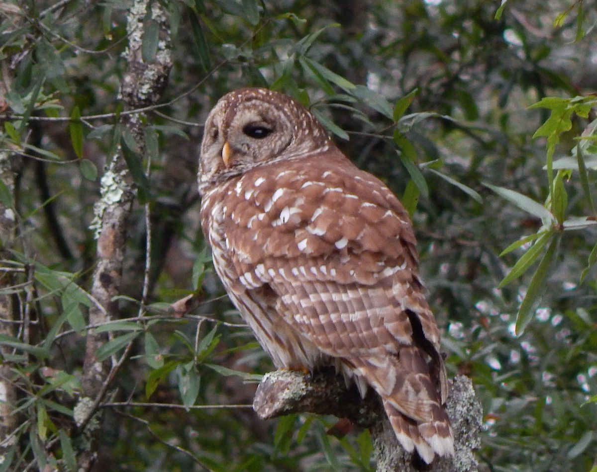 Barred Owl - ML184839101