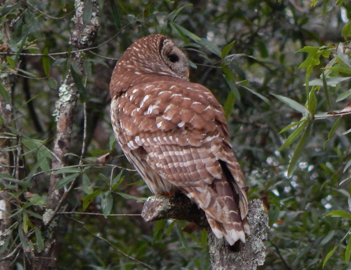 Barred Owl - ML184839181