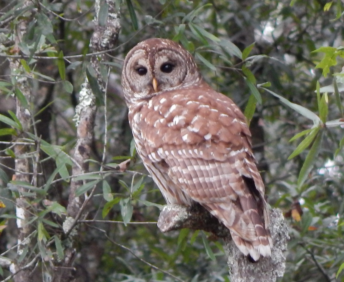 Barred Owl - ML184839221