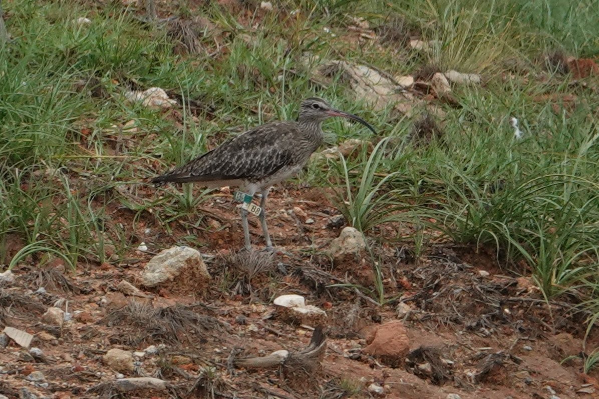 Whimbrel - ML184840581