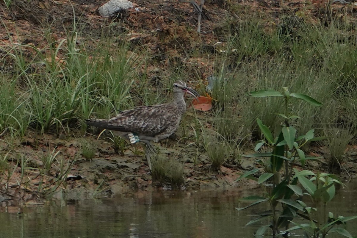 Whimbrel - ML184840621