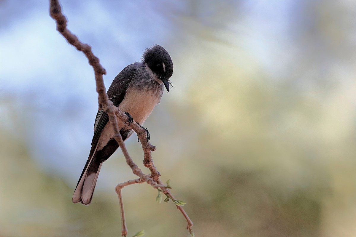 Northern Fantail (Northern) - ML184841091