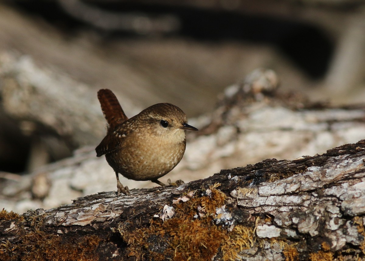 Winter Wren - ML184841551