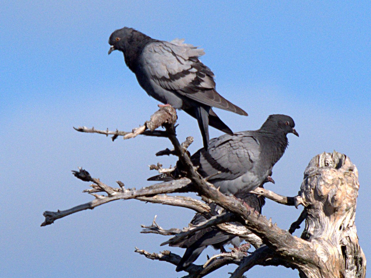 Rock Pigeon (Feral Pigeon) - Rob Worona