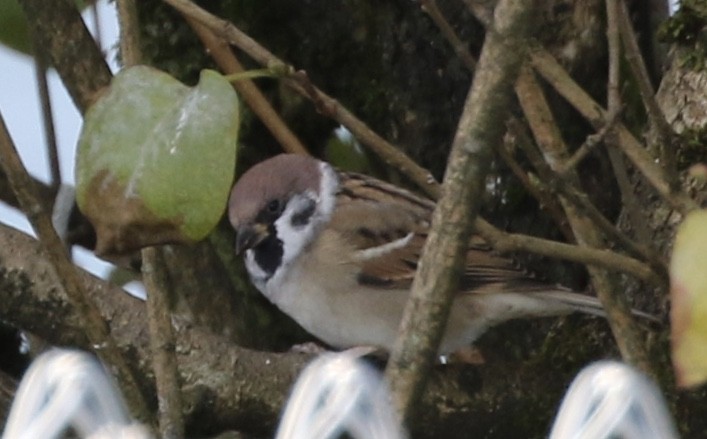 Eurasian Tree Sparrow - Judith White
