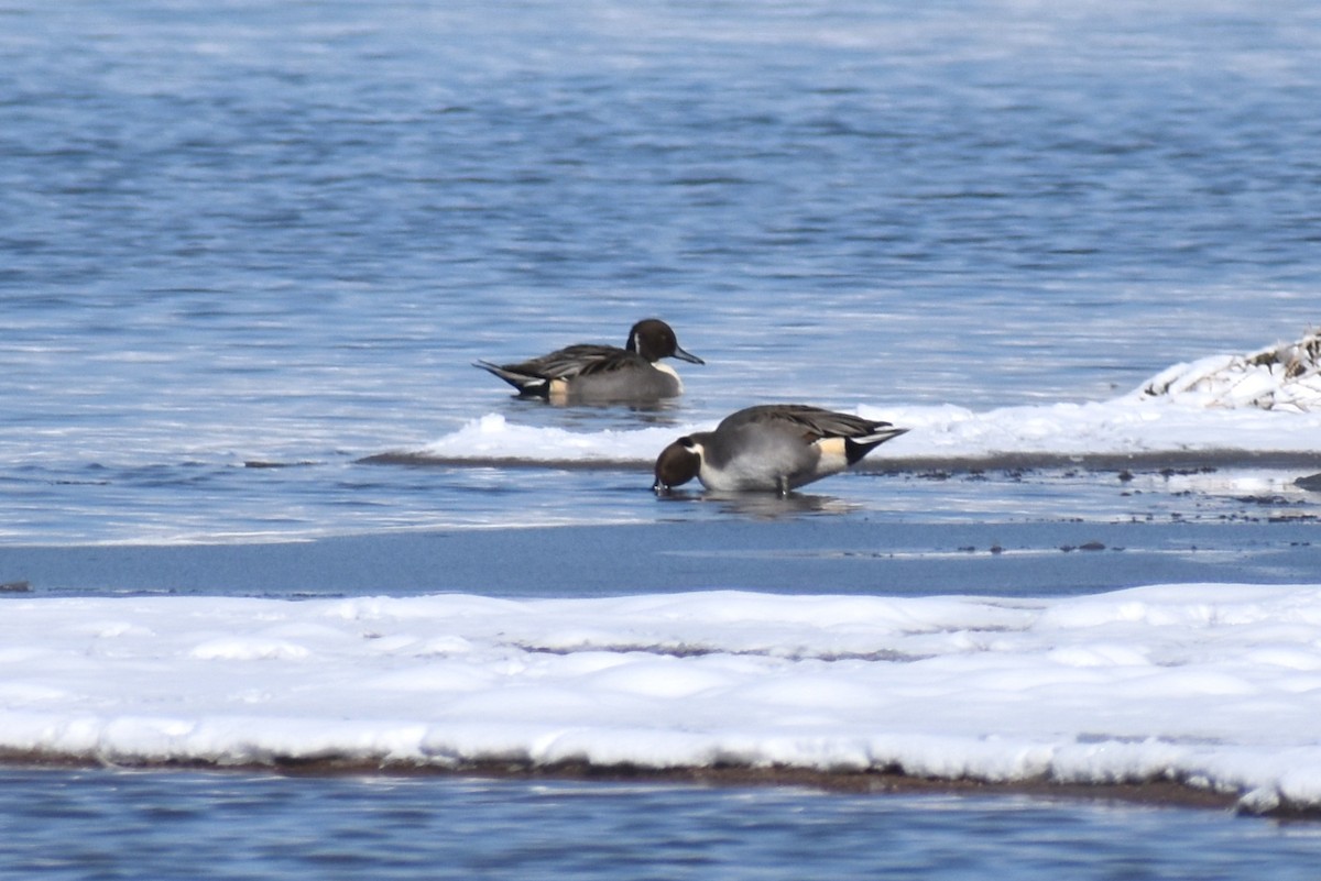 Northern Pintail - ML184842571