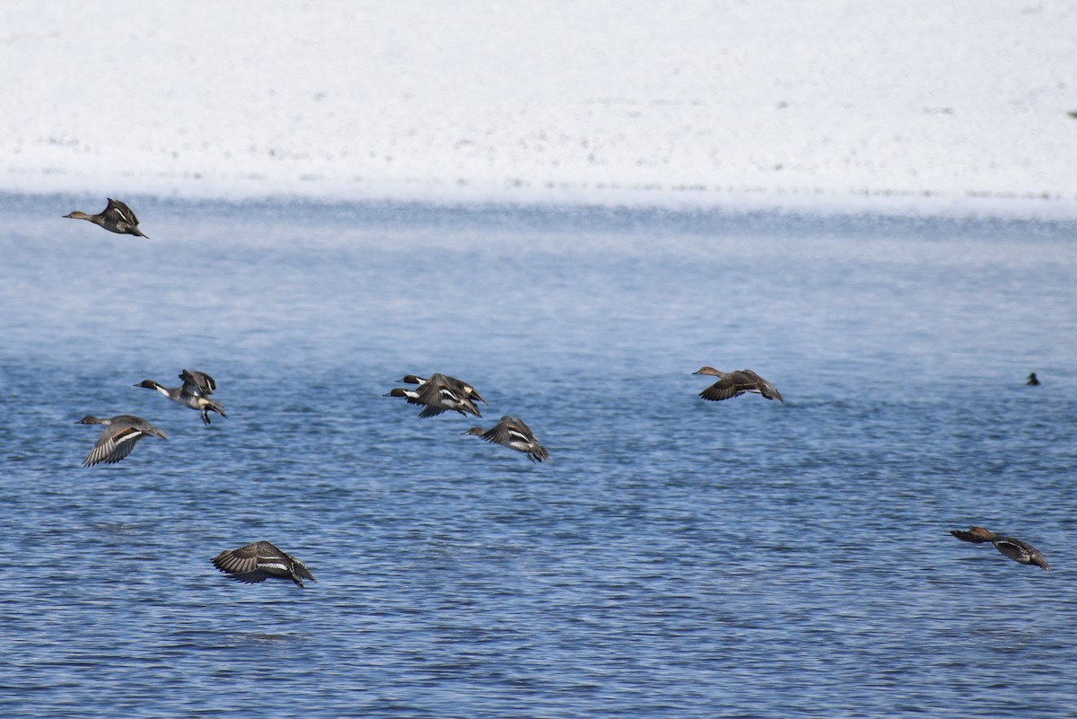 Northern Pintail - Claire H