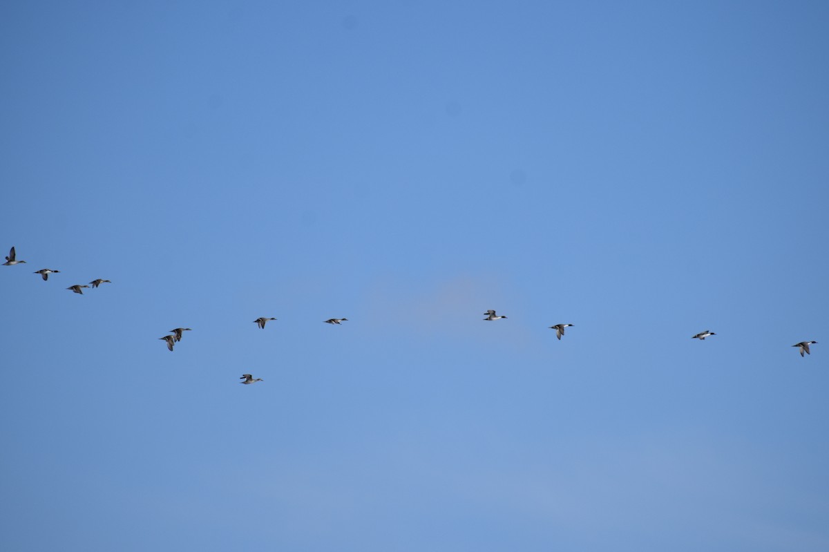 Northern Pintail - ML184842611