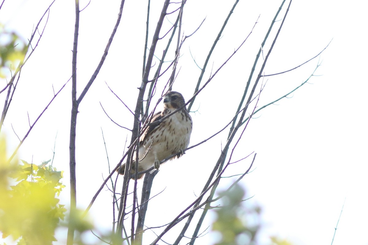 Broad-winged Hawk - Mark Patry