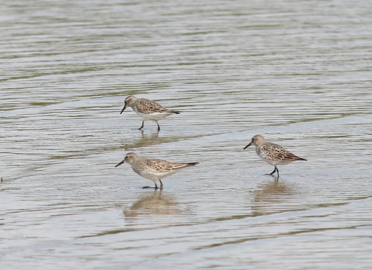 Weißbürzel-Strandläufer - ML184843451