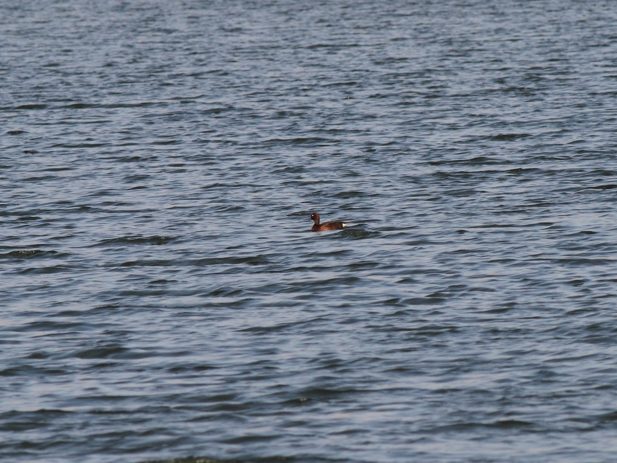 Ferruginous Duck - ML184844611