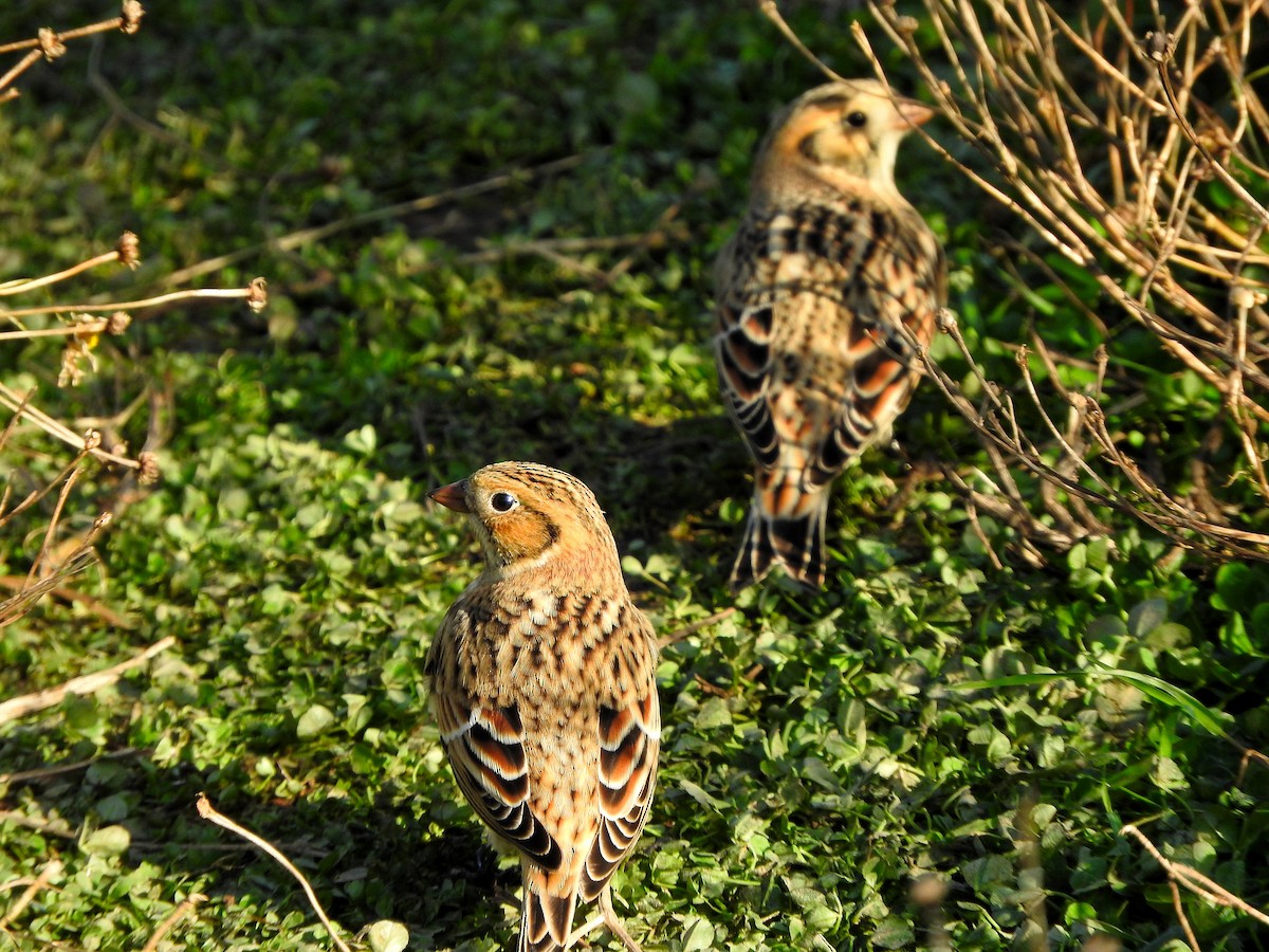 Lapland Longspur - ML184845261