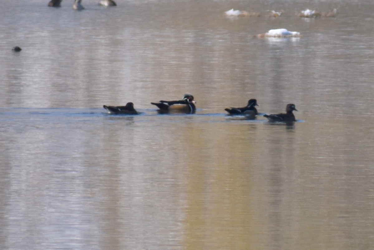 Wood Duck - ML184846761