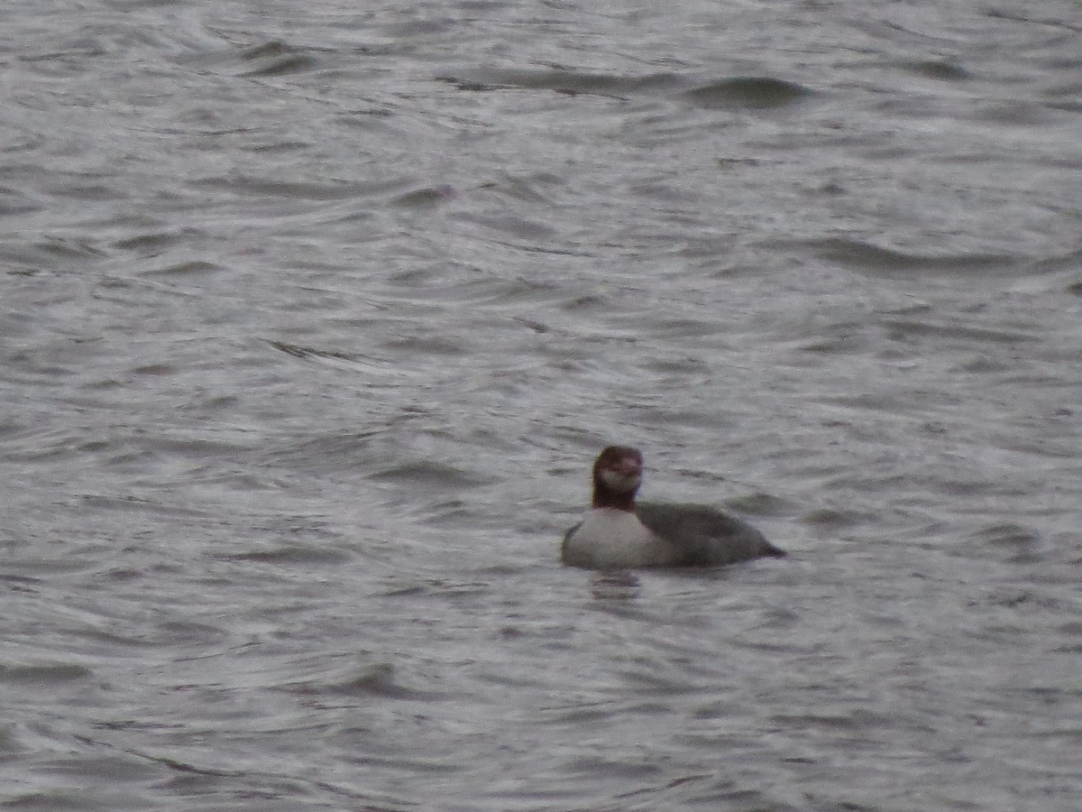 Common Merganser - ML184847321