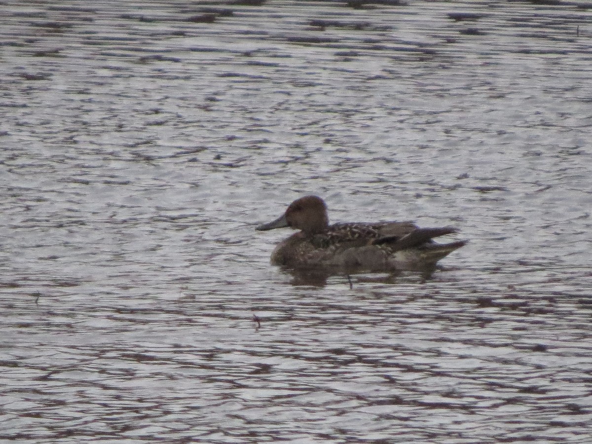 Northern Pintail - ML184847341