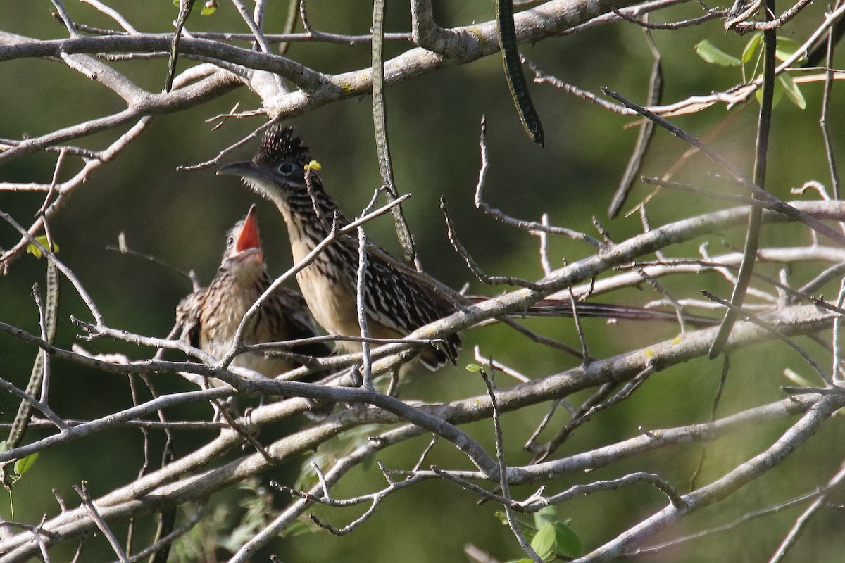 Lesser Roadrunner - ML184847401