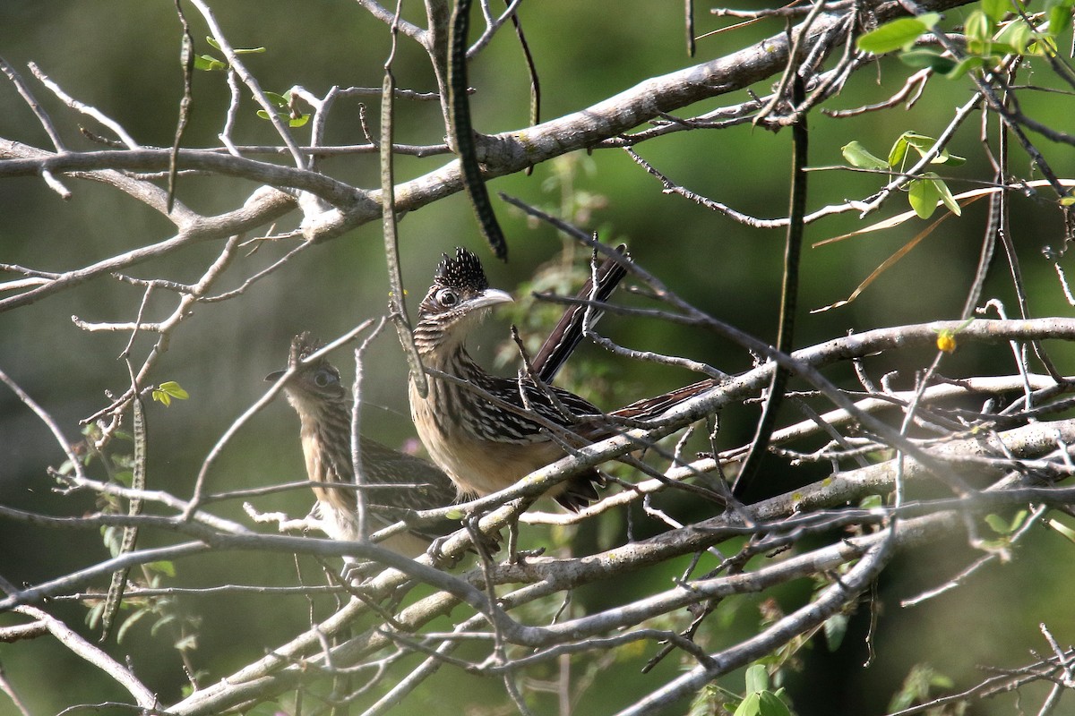 Lesser Roadrunner - ML184847411