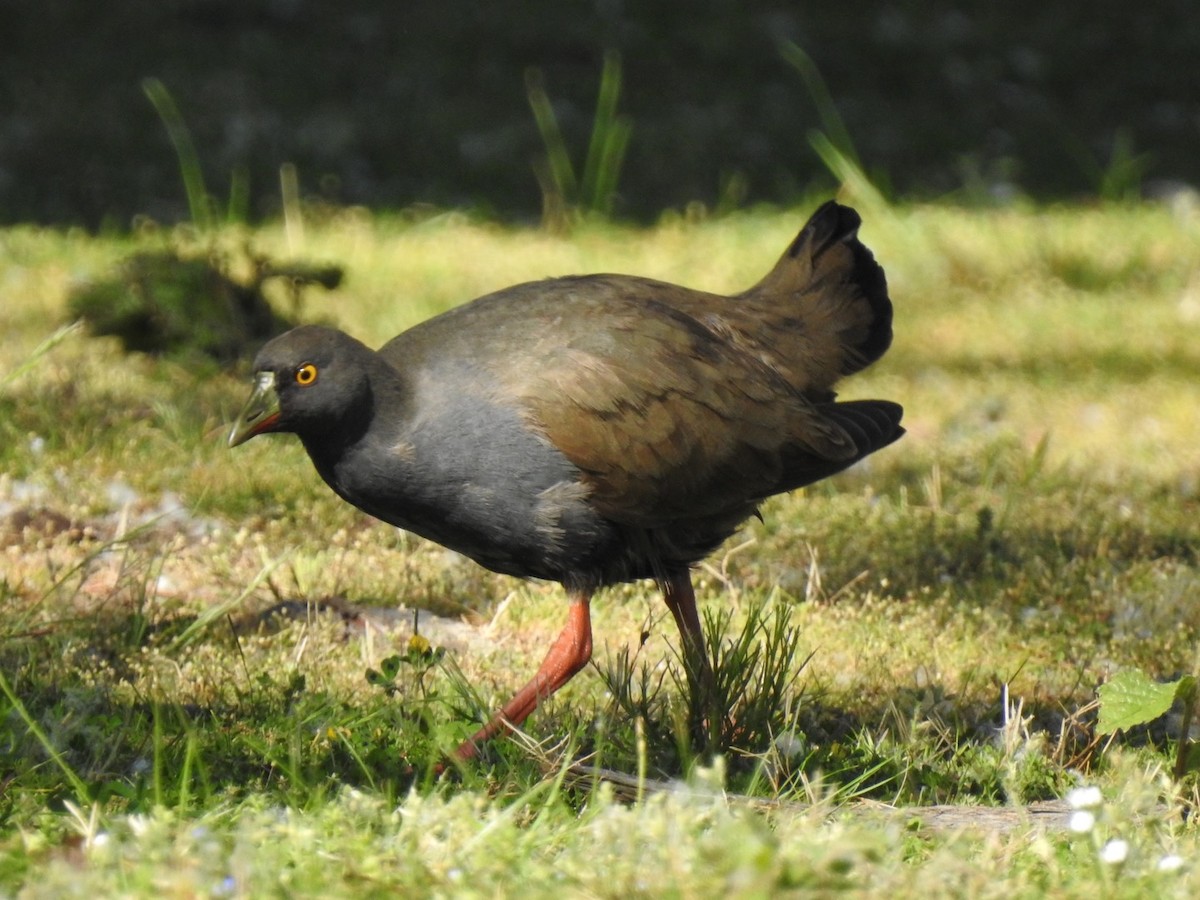 Black-tailed Nativehen - Lissa Ryan